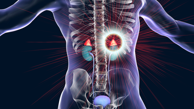 Adrenal Gland