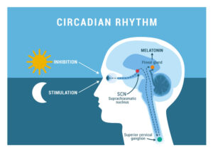 Melatonin and your health