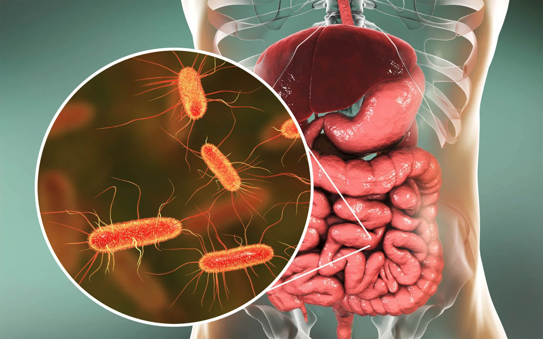 Screenshot Illustration showing balanced vs. unbalanced gut microbiome linked to digestive health